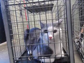 Domestic Short Hair Cats Available for Adoption in Tulsa, Oklahoma - ORION | PetCurious