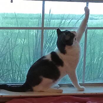Teddy -  American Shorthair Cat for Adoption in Liverpool, Texas - Teddy | PetCurious