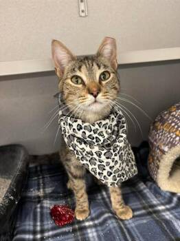 Rescue Domestic Short Hair Cats for Adoption in Bowling Green, Ohio - Frida Kahlo | PetCurious