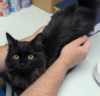 Waylon -  Domestic Long Hair Cat Available for Adoption in Mount Vernon, Ohio - Waylon | PetCurious