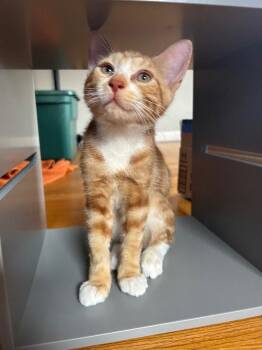 Cheese -  Domestic Short Hair Cat for Adoption - Cheese | PetCurious
