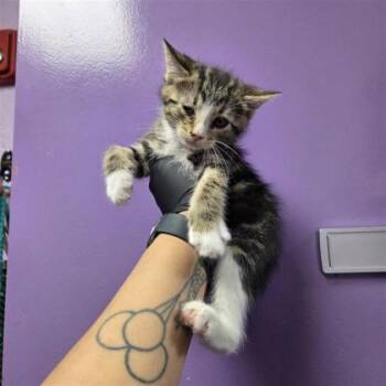 Domestic Medium Hair Cats Available for Adoption in El Paso, Texas - 61050601 | PetCurious