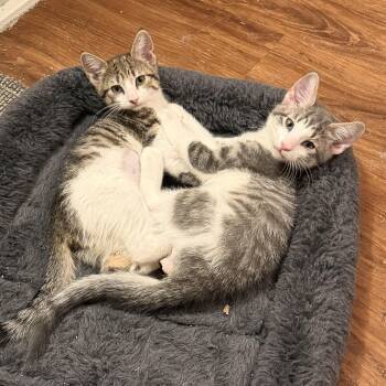 Domestic Short Hair Cats Available for Adoption - Alexi & Marie | PetCurious