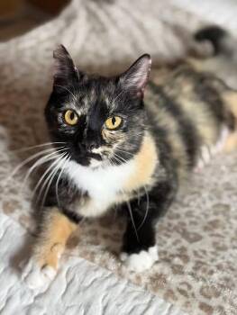 Flower -  Domestic Short Hair and Torbie Cat Available for Adoption in Greensboro, North Carolina - Flower | PetCurious