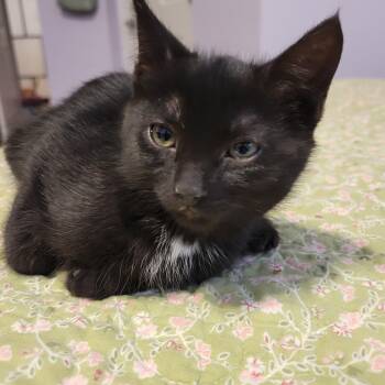 Brownie -  Domestic Short Hair Cat Available for Adoption in Elk Grove, California - Brownie | PetCurious