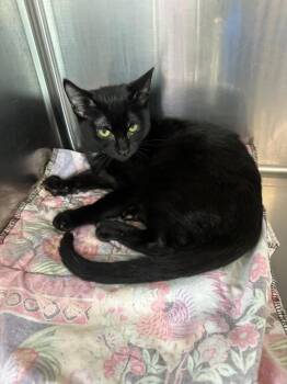 Zoe - Sponsored by Krystal -  Domestic Short Hair Cat for Adoption in Newberg, Oregon - Zoe - Sponsored By Krystal | PetCurious