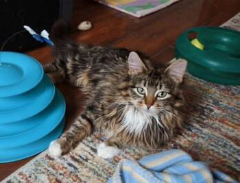 Domestic Medium Hair and Tabby Cats Available for Adoption in Westfield, Wisconsin - Brynn #2 | PetCurious