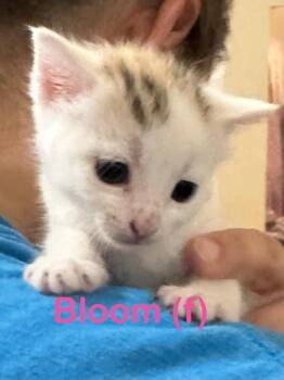 Domestic Short Hair Cats Available for Adoption in New Bern, North Carolina - BLOOM Kitten (f) | PetCurious