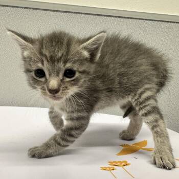 Rosalie -  Domestic Short Hair Cat for Adoption in Tampa, Florida - Rosalie | PetCurious