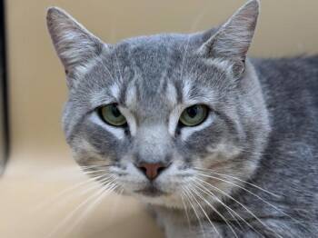Hank -  Domestic Short Hair Cat for Adoption in Portland, Oregon - Hank | PetCurious