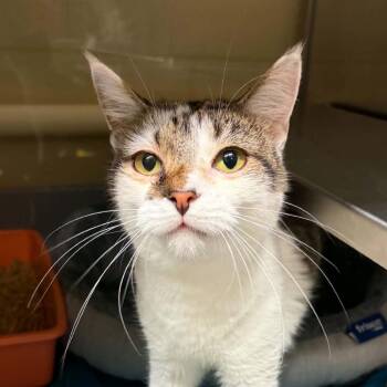 Nutmeg -  Domestic Short Hair Cat for Adoption in Concord, North Carolina - Nutmeg | PetCurious