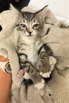 A1934684 -  Domestic Short Hair Cat for Adoption in Riverside, California - A1934684 | PetCurious