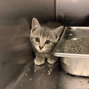 Toralei -  Domestic Short Hair Cat for Adoption in Council Bluffs, Iowa - Toralei | PetCurious