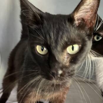 Rue -  Domestic Short Hair Cat for Adoption in Sarasota, Florida - Rue | PetCurious