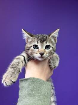 Rescue Domestic Medium Hair Cats for Adoption in Valley Park, Oklahoma - Earl | PetCurious