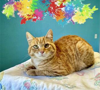 Domestic Short Hair Cats Available for Adoption in Monroe, North Carolina - Duncan Orange Tabby Male | PetCurious