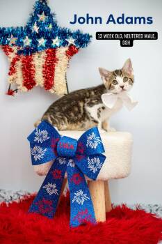 John Adams -  Domestic Short Hair Cat for Adoption in Sevierville, Tennessee - John Adams | PetCurious