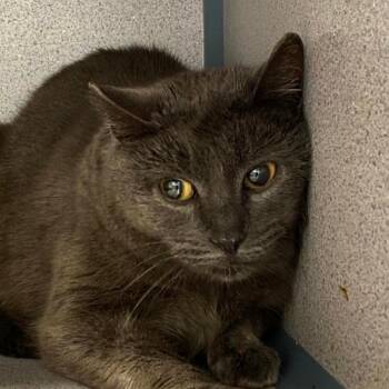 Rescue Domestic Short Hair Cats for Adoption in Sheridan, Wyoming - Georgi | PetCurious