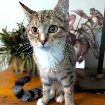 Domestic Short Hair and Tabby Cats Available for Adoption - Sushi | PetCurious