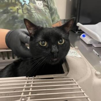 Howser -  Domestic Short Hair Cat for Adoption in Chicago, Illinois - Howser | PetCurious