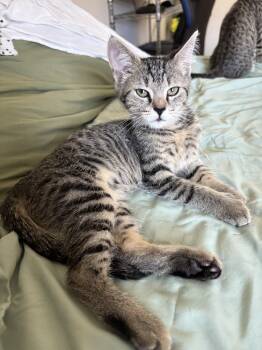 Rescue Domestic Short Hair Cats for Adoption in Greenville, South Carolina - Mike Tyson ( Mikey ) - CW | PetCurious