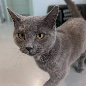 Sweet Momma T -  Domestic Short Hair Cat for Adoption in Lakewood, Colorado - Sweet Momma T | PetCurious