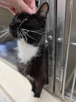 Domestic Short Hair Cats Available for Adoption in Rocky Mount, North Carolina - Izzy | PetCurious