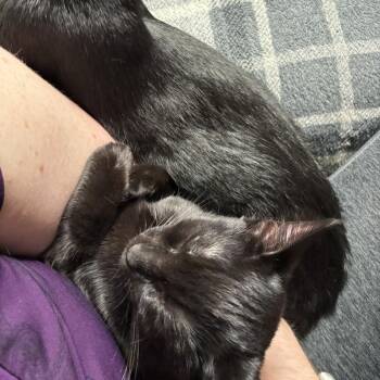 Domestic Short Hair Cats Available for Adoption in Farmington, Minnesota - Nyx | PetCurious