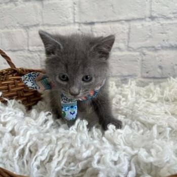 Miny -  Domestic Short Hair Cat for Adoption in Harrisonburg, Virginia - Miny | PetCurious