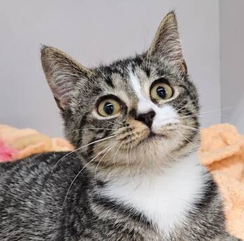 Kitten Ehren -  Domestic Short Hair and Tabby Cat for Adoption in Cuyahoga Falls, Ohio - Kitten Ehren | PetCurious