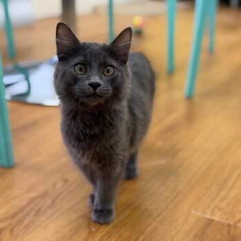 Courage -  Domestic Long Hair Cat for Adoption in Las Vegas, Nevada - Courage | PetCurious