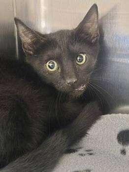 Buck -  Domestic Short Hair Cat for Adoption in Houston, Texas - Buck | PetCurious