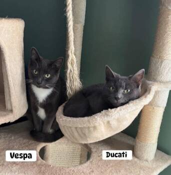 Rescue Russian Blue and Domestic Short Hair Cats for Adoption in Washington Township, New Jersey - Vespa And Ducati | PetCurious