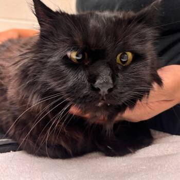 Baymax -  Domestic Long Hair Cat for Adoption in Murray, Utah - Baymax | PetCurious