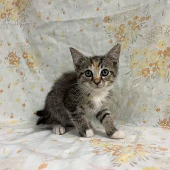 Rescue Domestic Short Hair Cats for Adoption in Lyndhurst, Virginia - Galaxy | PetCurious