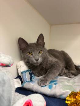 Domestic Short Hair Cats Available for Adoption - Shadow (Skyline) | PetCurious