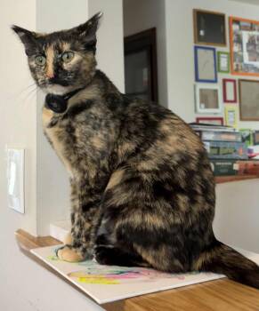 Rescue Domestic Short Hair Cats for Adoption in Abbotsford, British Columbia - Pawtumn | PetCurious