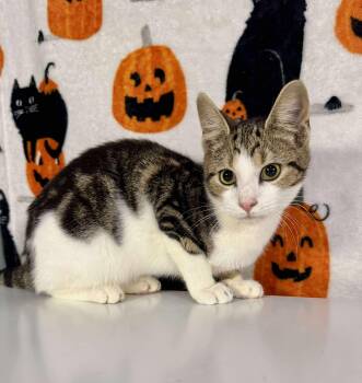 Rescue Tabby and Domestic Short Hair Cats for Adoption in Greensburg, Pennsylvania - Jason | PetCurious