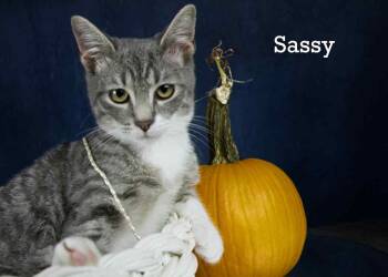 Rescue Tabby Cats for Adoption in York, Nebraska - Sassy | PetCurious