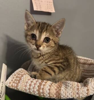 Rescue Domestic Short Hair and Tabby Cats for Adoption in Emerald Isle, North Carolina - Taylor | PetCurious