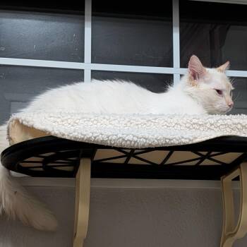 Domestic Long Hair Cats Available for Adoption in Lakewood, Colorado - Fluffernutter | PetCurious
