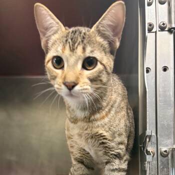 Pru -  Domestic Short Hair Cat for Adoption in Nashville, Tennessee - Pru | PetCurious