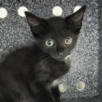 Spider -  Domestic Short Hair Cat for Adoption in Greenville, South Carolina - Spider | PetCurious
