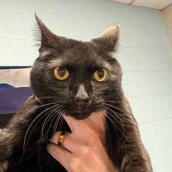 Domestic Short Hair Cats Available for Adoption - Sabrina | PetCurious