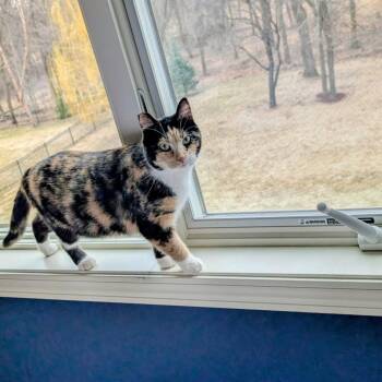 Calico Cats Available for Adoption - Crissy | PetCurious