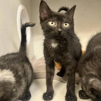 Rootbeer -  Domestic Short Hair Cat for Adoption in Dayton, Ohio - Rootbeer | PetCurious