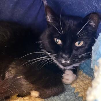 Rescue Domestic Short Hair Cats for Adoption in East Montpelier, Vermont - Peep | PetCurious
