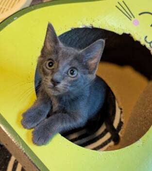 Julep -  Russian Blue and Domestic Short Hair Cat Available for Adoption in San Antonio, Texas - Julep | PetCurious