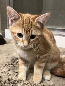 Rescue Domestic Short Hair Cats for Adoption in Broomfield, Colorado - PUMPKIN | PetCurious