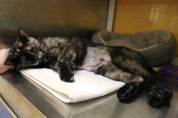 Anabella -  Domestic Short Hair Cat for Adoption in Kansas City, Missouri - Anabella | PetCurious
